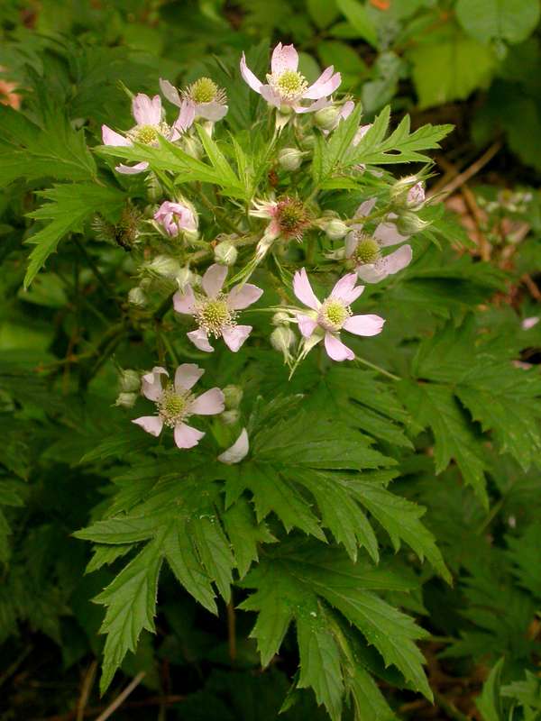 Evergreen blackberry flowers and leaves. Photo by Ben Legler, 2004.