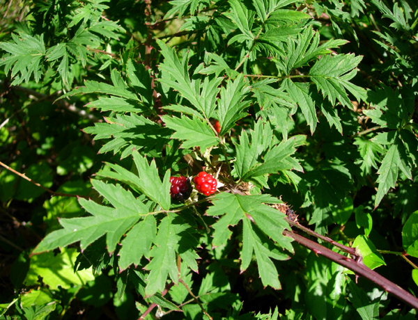 Ripening evergreen blackberry fruit.