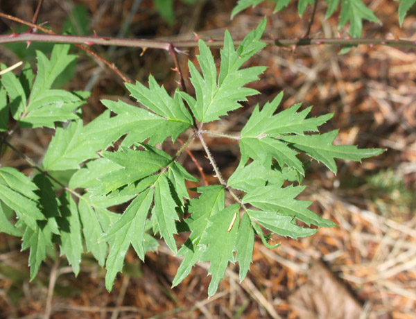 Evergreen blackberry leaflet arrangement. Photo credit: Washington Noxious Weed Control Board.