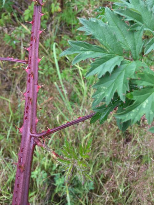 Evergreen blackberry stem.