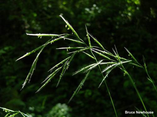 inflorescence weighing down the end of a stalk. there are small structures coming out of the long thin pointed pods