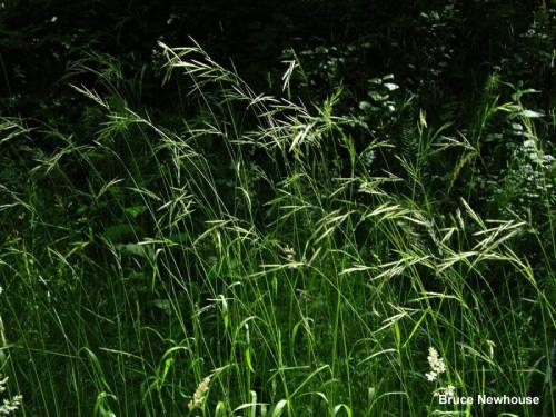 tall thin green stalks growing above the base of the false brome, the ends of the stalks have pale inflorescence weighing the ends down
