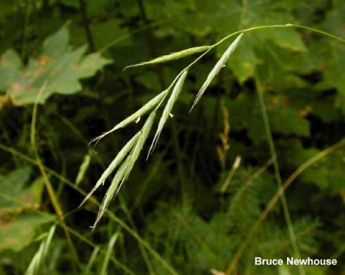close up of the inflorescence, pale green pointed features growing off the main stem