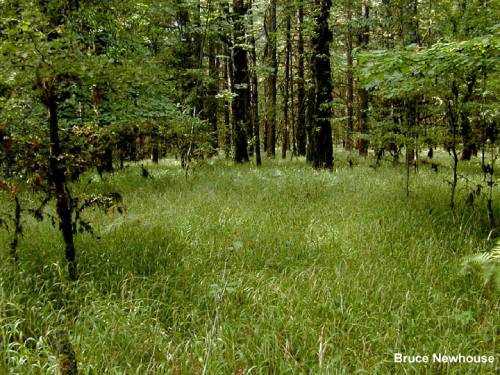 a forest understory completely overtaken by false brome. there is none of the usual diversity that allows a forest to thrive