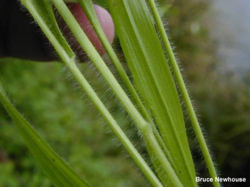 leaves and stalks of false brome covered in light hairs