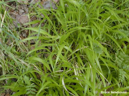 top-down view of false brome, leaves are bent over