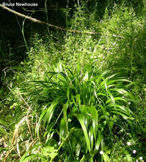 large bunch of false brome, the leaves are shiny and grow out in every direction