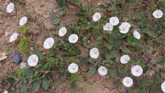 Roughly 2 x 4 foot area with vining plants on ground, 20 white flower heads along the vine