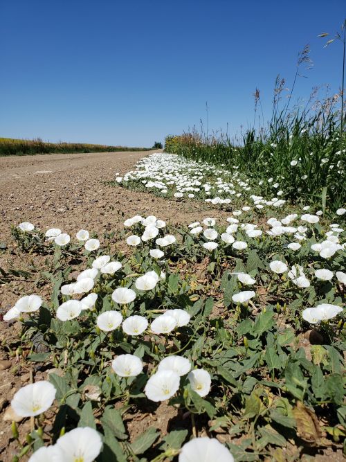flowering bindweed on dirt road, beginning to grow on other adjacent vegetation