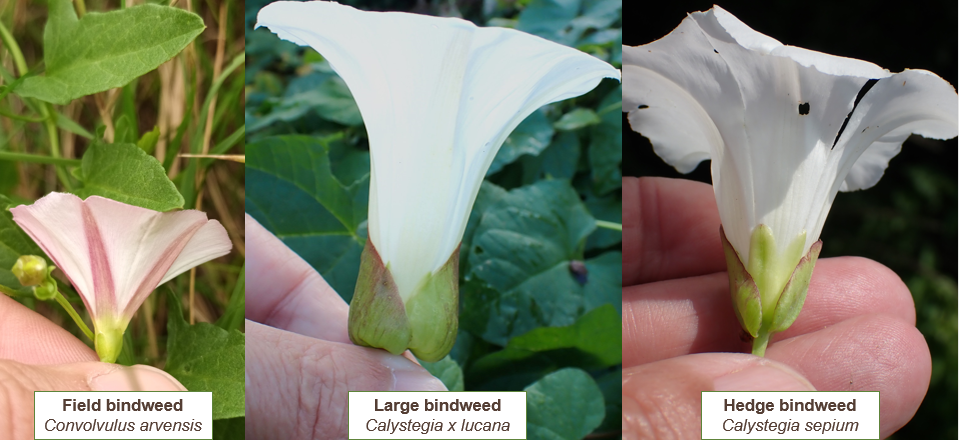 3 side-by-side photos of hand holding flower from its base, labeled and in order: Field bindweed (Convolvulus arvensis) bracts not obvious, flower half the size of other 2; Large bindweed (calystegia x lucana), bracts obvious & overlap; Hedge bindweed (Calystegia sepium), bracts obvious & overlap 