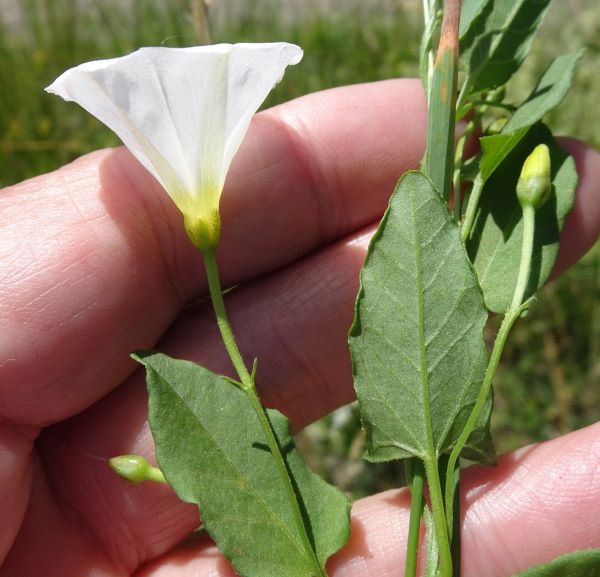 close up hand holding bindweed. flower is slightly taller and wider than finger, leaves are about as wide as finger and length roughly halfway past first knuckle
