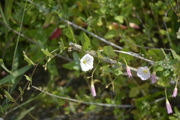 flowering vine twining around dead branch to demonstrate twining abilities