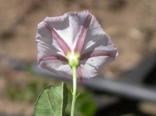 Field bindweed bracts (green parts at base of flower) are small and not very obvious compared to other bindweed species that have larger and more distinct bracts.