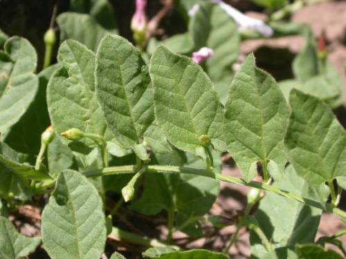 HD photo of a vine shows light fuzz on leaves and stem, demonstrating that leaves never grow nose-to-nose (opposite) and instead take turns or grow side-by-side along stem