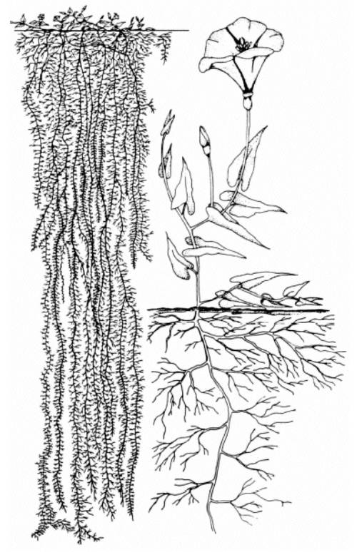 black and white illustration showing the depth of bindweed roots as dramatically deep and hairy
