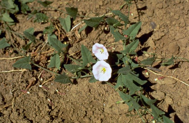 vine growing along dirt with 2 white flowers