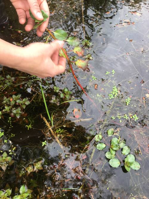 up close hands manually pulling/removing plants from water