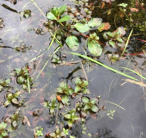 look alike comparison, ludwigia weed in upper center has larger rounder leaves, native purslane in bottom center looks like a smaller version of it