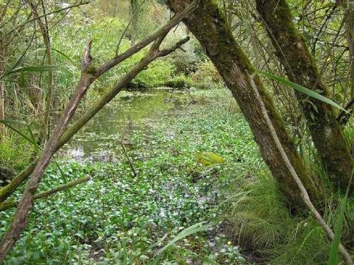 swampy area, trees on both sides, dense plant growth on water surface going deep into distance