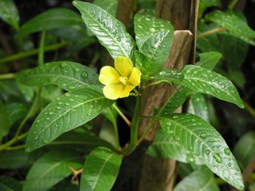 up close image of mature plant with oblong waxy leaves covered in water droplets, yellow 5-petal flower in center from tip of branch