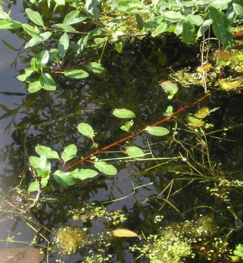 focus is a single stem on and just below water surface going across image. stem is noticeably red with alternating roundish leaves, more leaves towards end of stem.