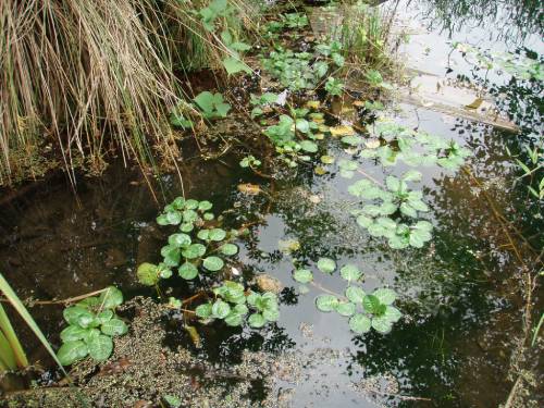 semi-close view of water surface, plants with rounder leaves growing in clusters dabbled throughout surface