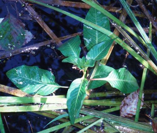 close up of tip of mature plant with more pointed/oblong leaves larger and longer at the base , smaller and rounder towards the tip