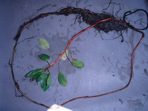 out of water plant to demonstrate length. surface portion with leaves and red stem is 1/2 the length of the rest of the brown deeper water stem, hairy roots towards bottom