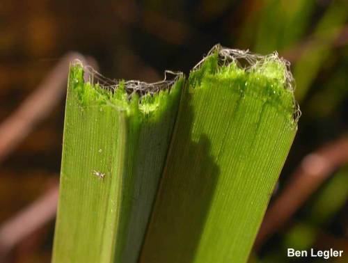 flowering rush leaf cut in half, there are small white thread like parts at each torn end