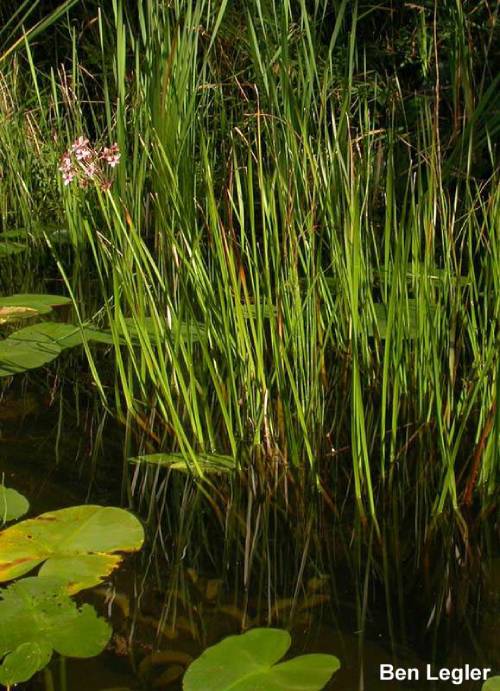 flowering rush in a pond growing out of the water