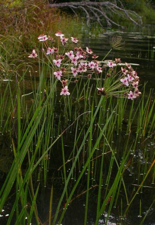 pink flowers growing in a bunch at the end of long stalk