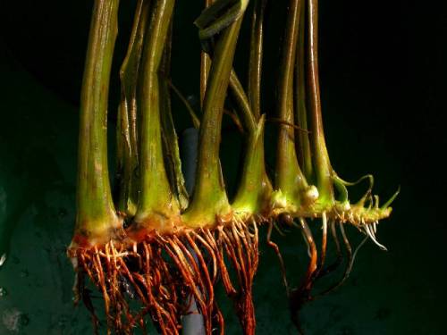 red roots growing from the bottom of green stalks in a clump