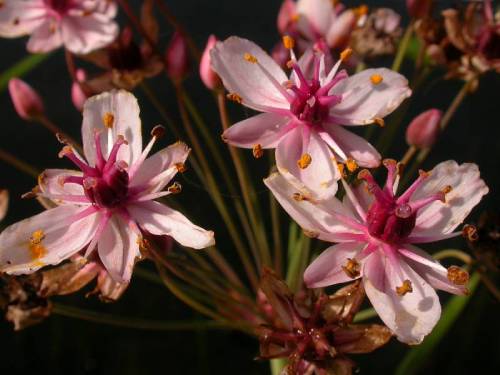 pink flowers with darker pink centers. the centers are rounded and half stalks growing out of them with orange pollen at the end of each small stalk