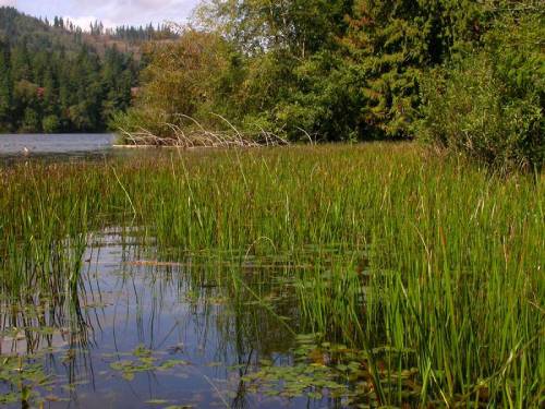 flowering rush starting to take over a lake