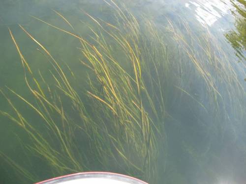 flowering rush growing underwater