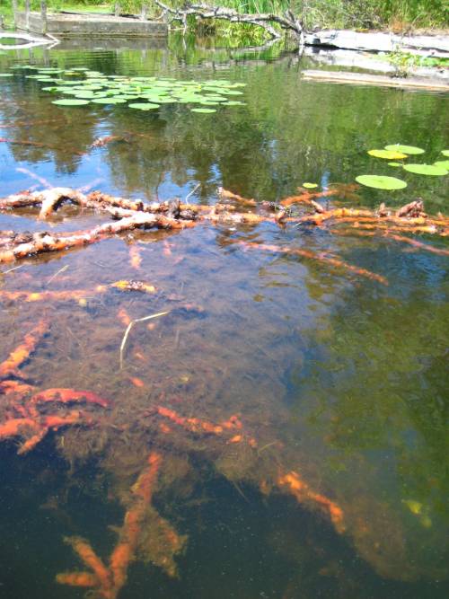 water lily roots floating at surface, muddy, roots are reddish and surprisingly large/long (~2 inches wide, and never ending tangle)