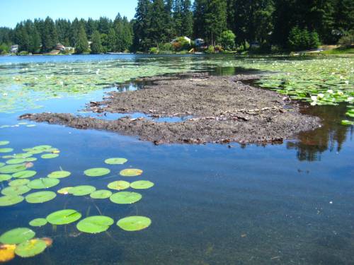 dead lily pads look like mat of mud floating on lake surface, living lily pads around its perimeter