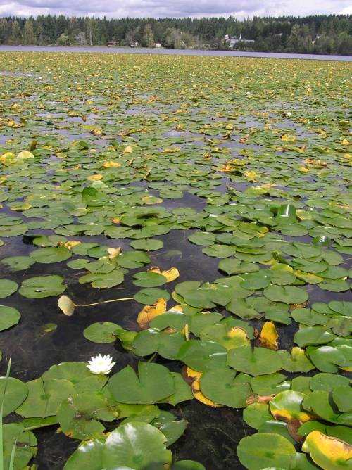 endless patch of water lily pads on lake surface going far into distance, one white flower on surface