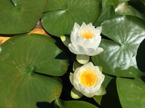 up close two flowers, yellow in center, white petals, sitting on surface of lily pads