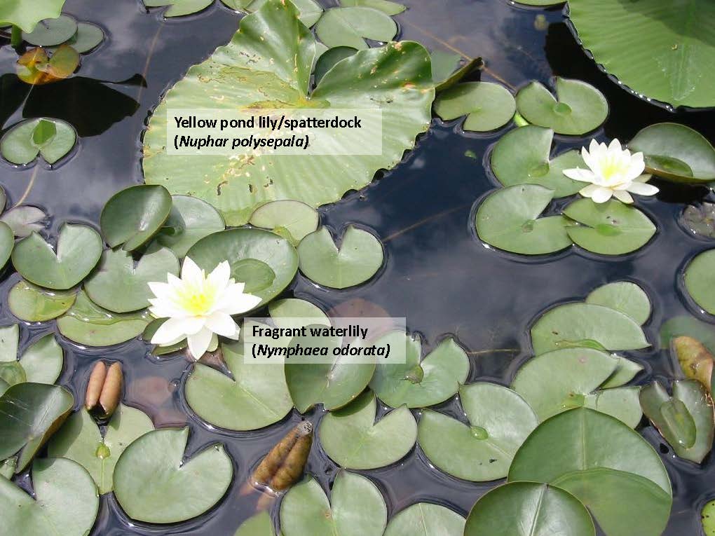 labeled: "Fragrant waterlily" over smaller flat pacman shaped leaves with 2 white flowers, "yellow pond lily/spatterdock" over large elephant ear like leaf is ~5x the size of lily pad leaves