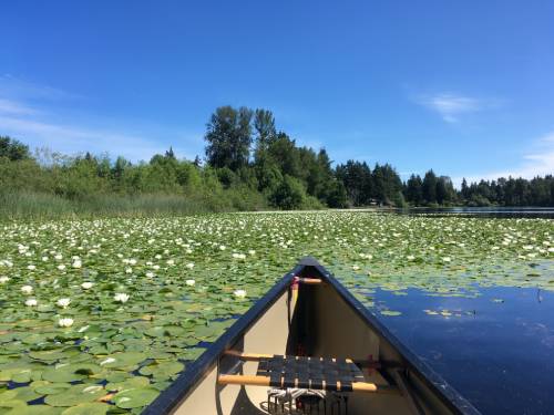 POV from canoe on lily infested lake, dense flowering infest takes up 80% of lake surface, cannot see water in these parts