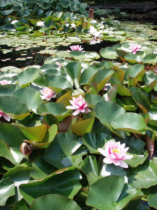 lily pads growing too close together, some leaves forced upright, leaves not flat to water. pink and white flowers dabbled throughout.