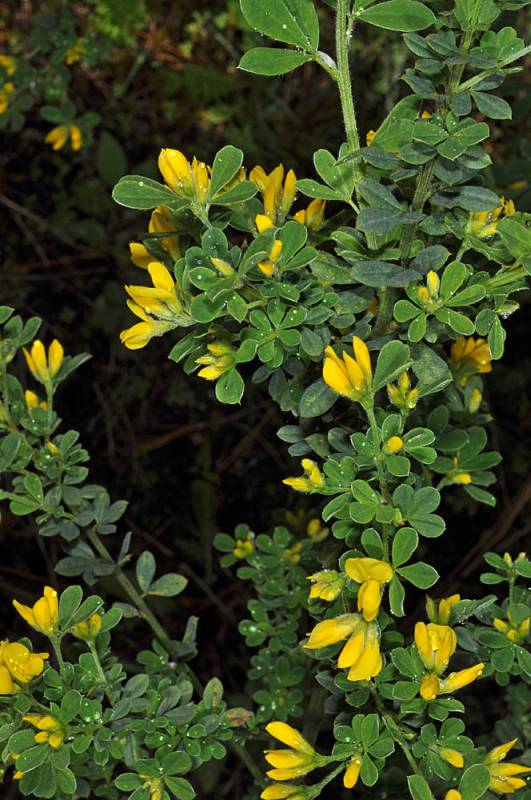 French broom stem with new leaves and flowers. Photo by G.D. Carr, 2010.
