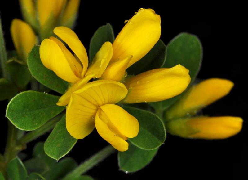 Close up of french broom flower. Photo by G.D. Carr 2010.