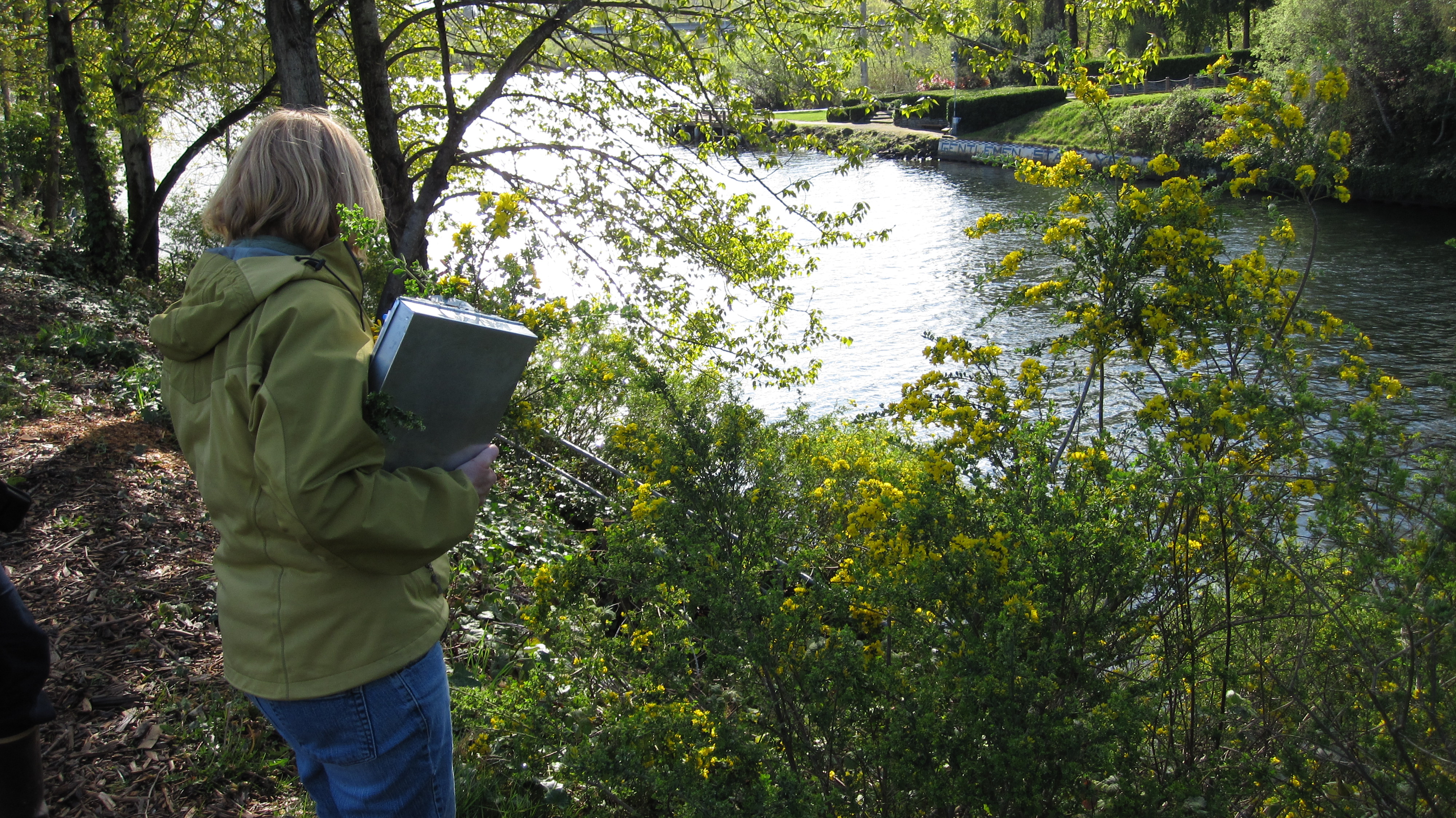 Noxious Weed staff surveying french broom by Montlake at the University of Washington.