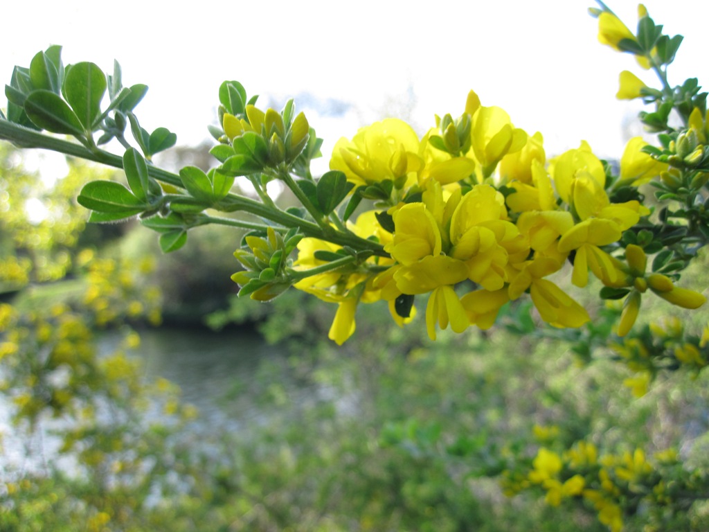 Close up of french broom branch and flowers showing flowers clusters and leaves in groups of three.