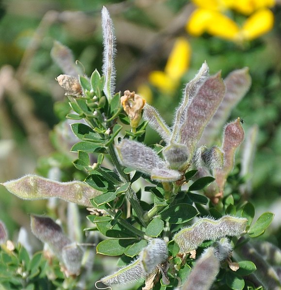Close up of french broom seed pods. Note the hairs on seed pods.