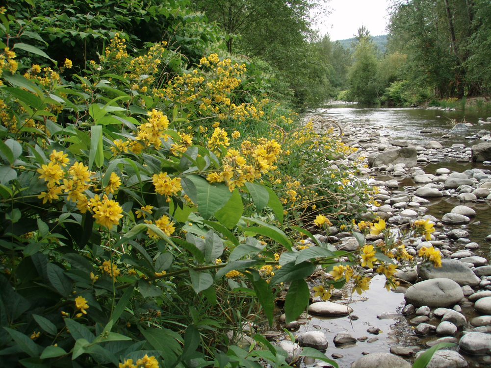A garden loosestrife infestation along the bank of the Raging River.