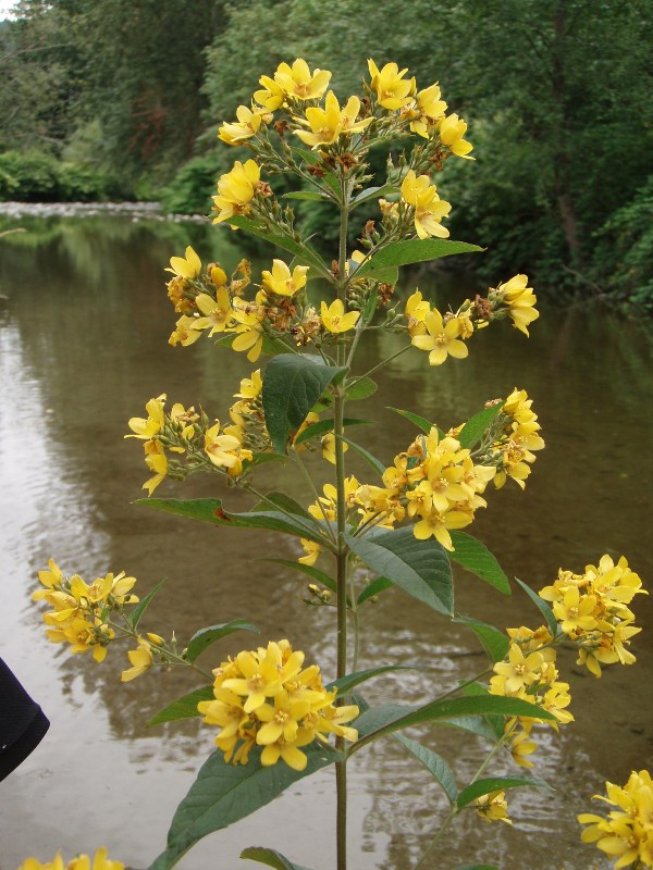 A lone flowering garden loosestrife plant near the water.