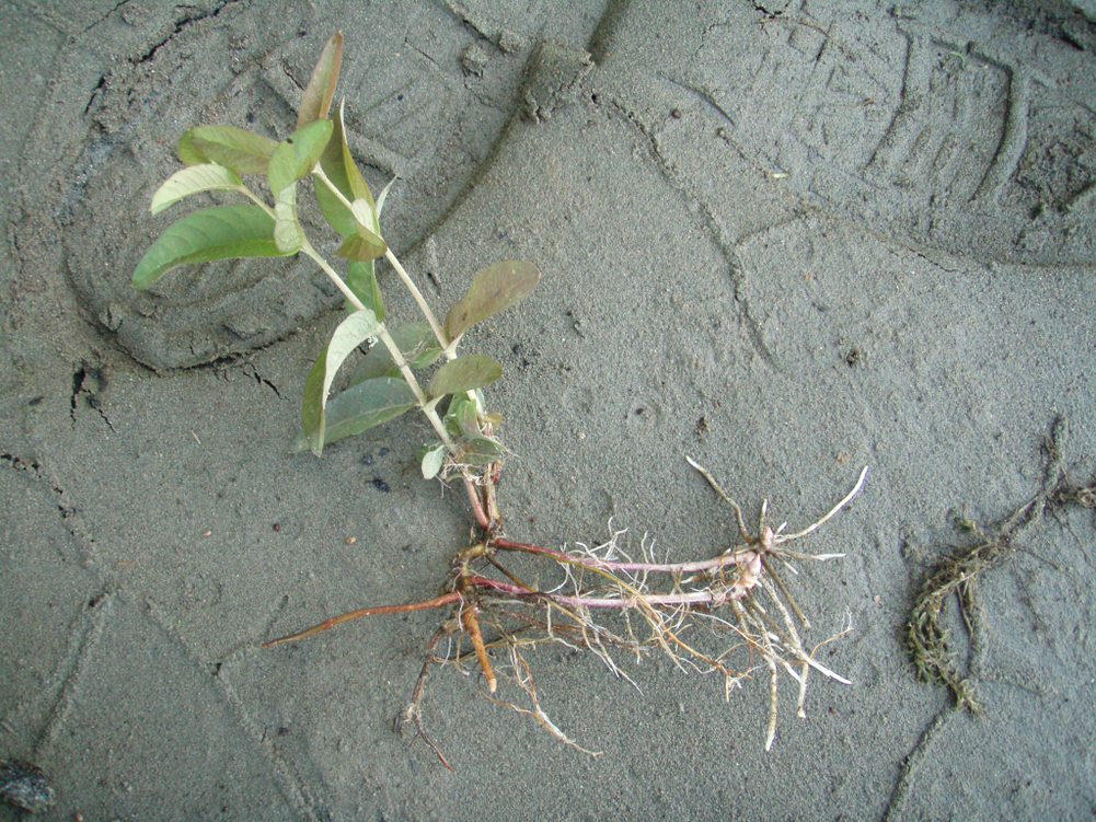 Rhizomes on a small non-flowering garden loosestrife plant.